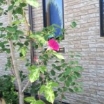 写真 1 のコピー